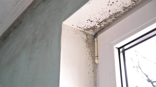 Professional Mold Inspection, Removal & Remediation in Pembroke Pines, FL